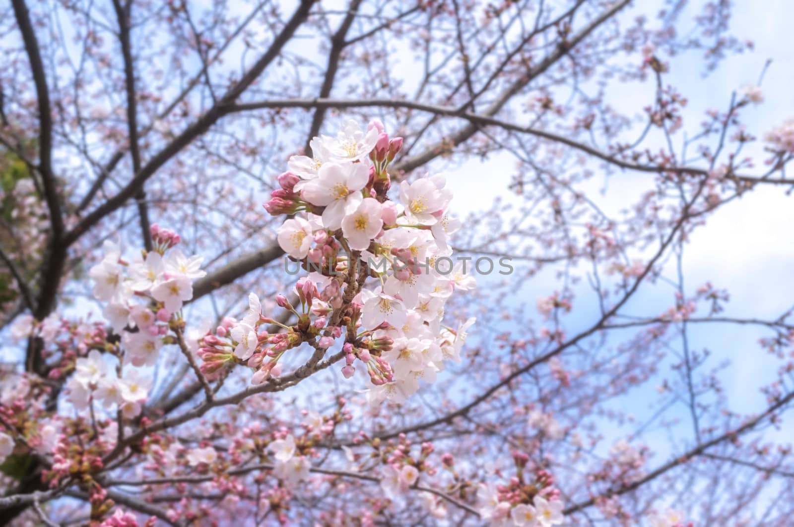 Sakura blossoms in Tokyo
