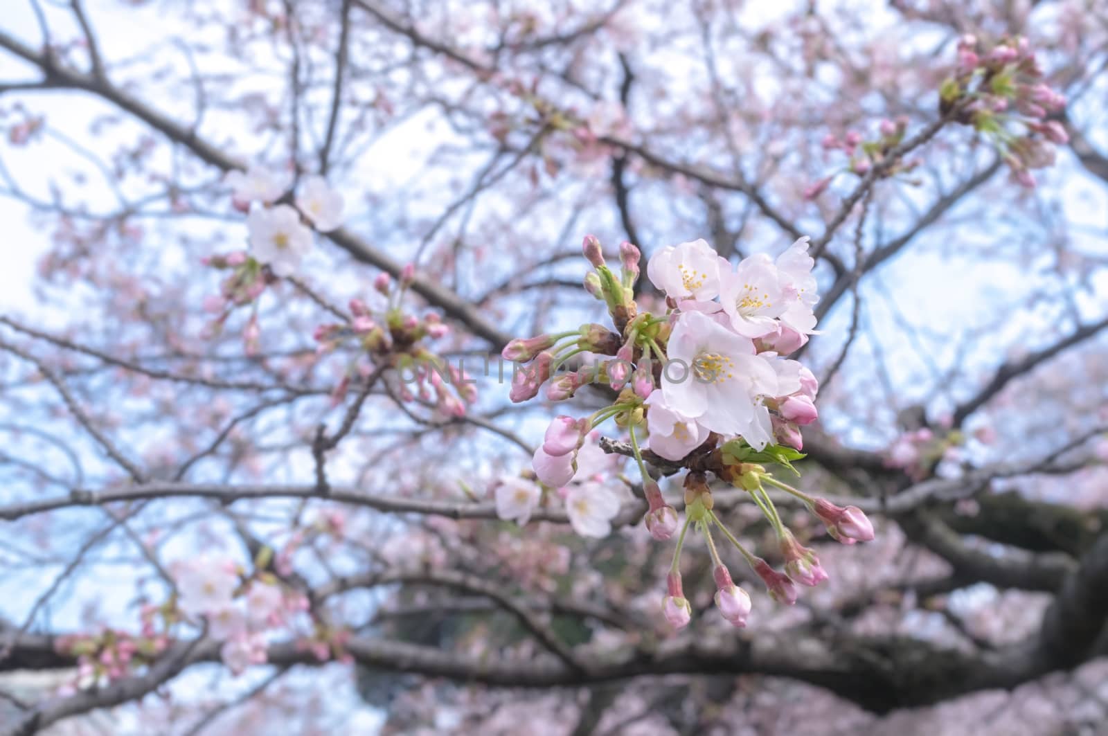Sakura blossoms in Tokyo