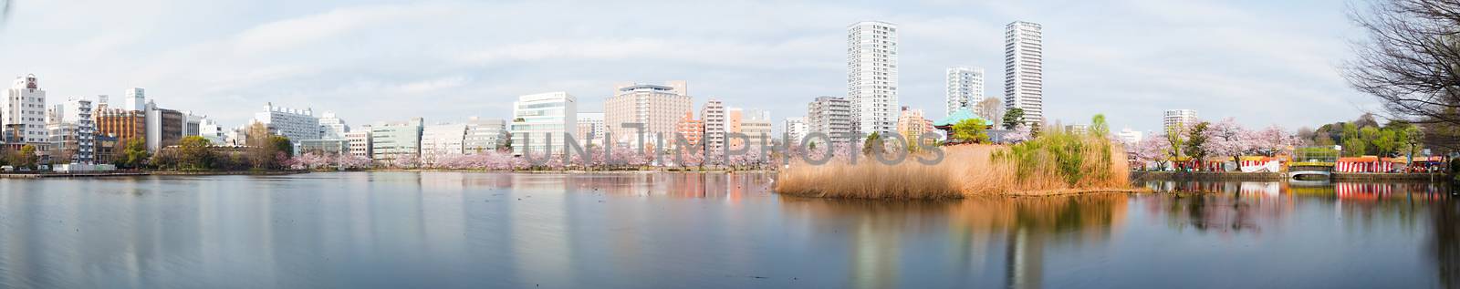 Shinobazu pond with sakura blossoms surrounded by thisisdraft