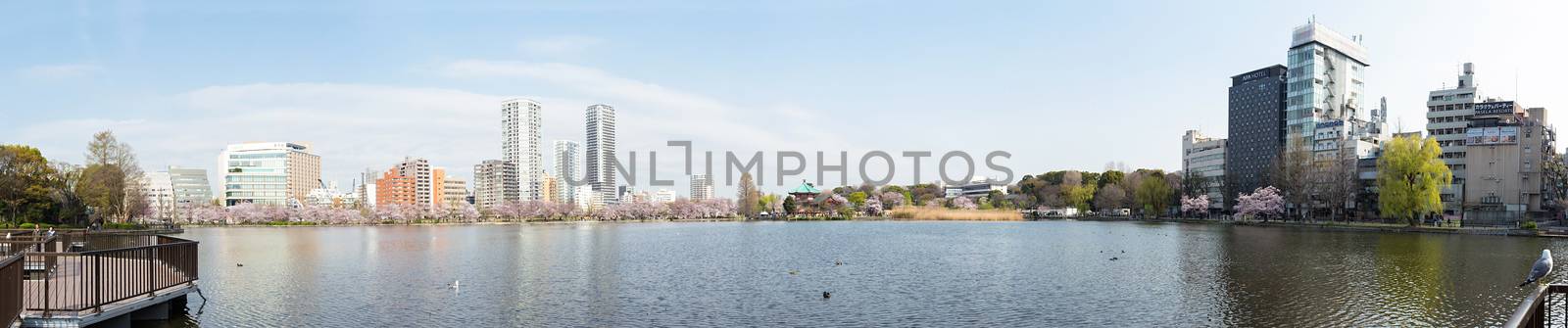 Shinobazu pond with sakura blossoms surrounded by thisisdraft