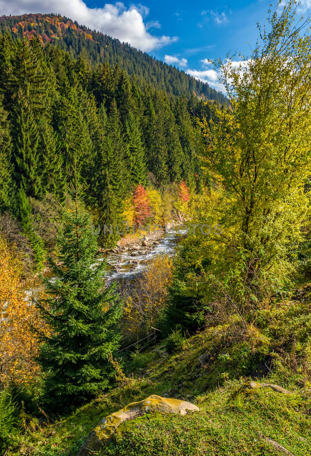 powerful mountain brook with rocky shore in valley. lovely autumnal nature background