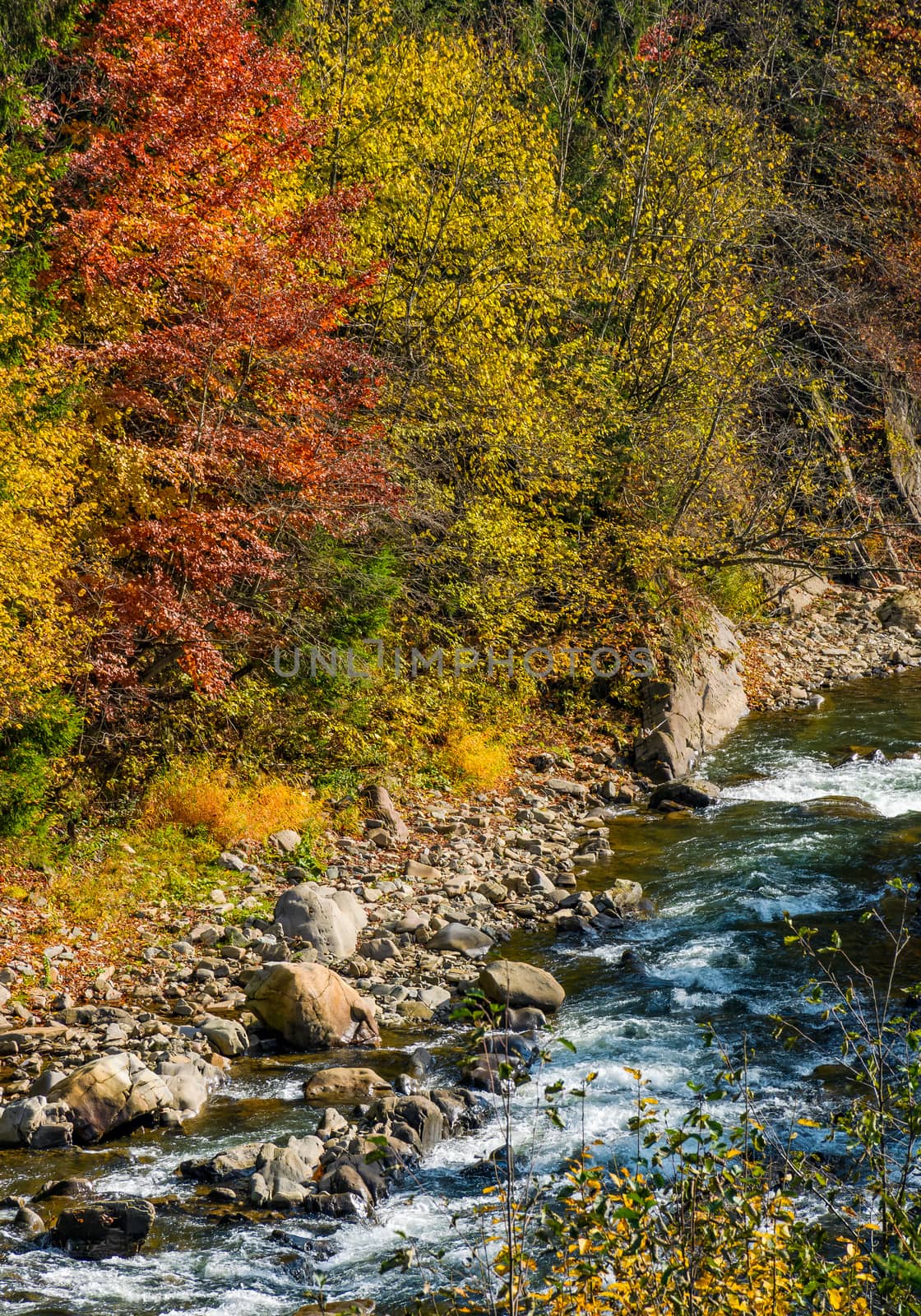 powerful mountain brook with rocky shore among colorful foliage. lovely autumnal nature background