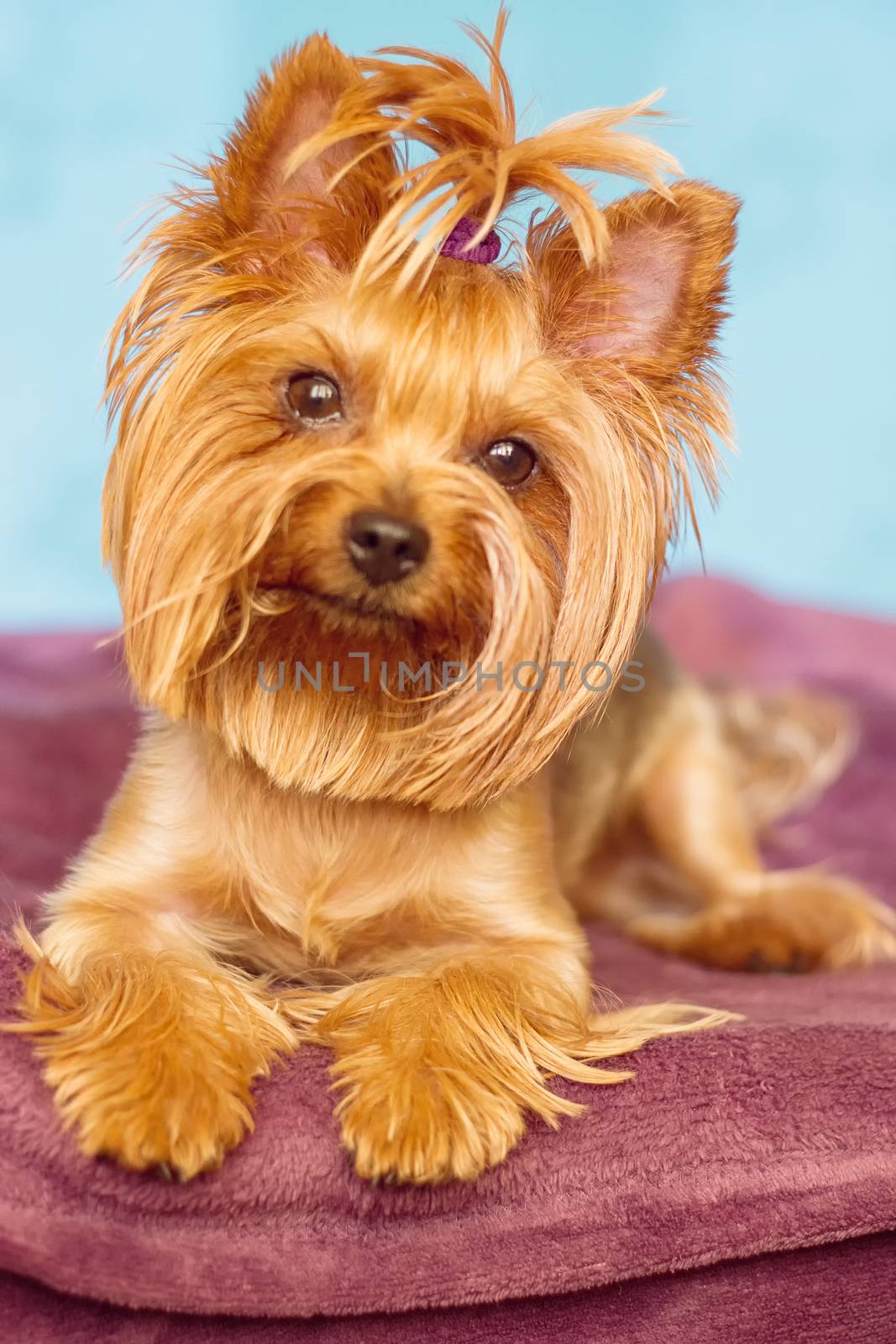 Beautiful and cute york terrier dog at home