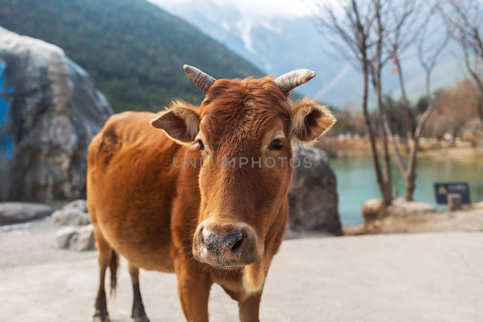 Cow in Blue Moon Valley of Lijiang located at Yunnan, China