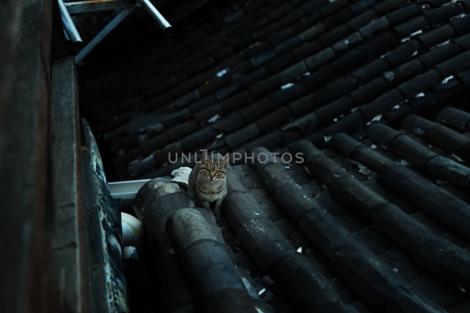 Cat on the roof in Lijiang old town, Yunnan, China