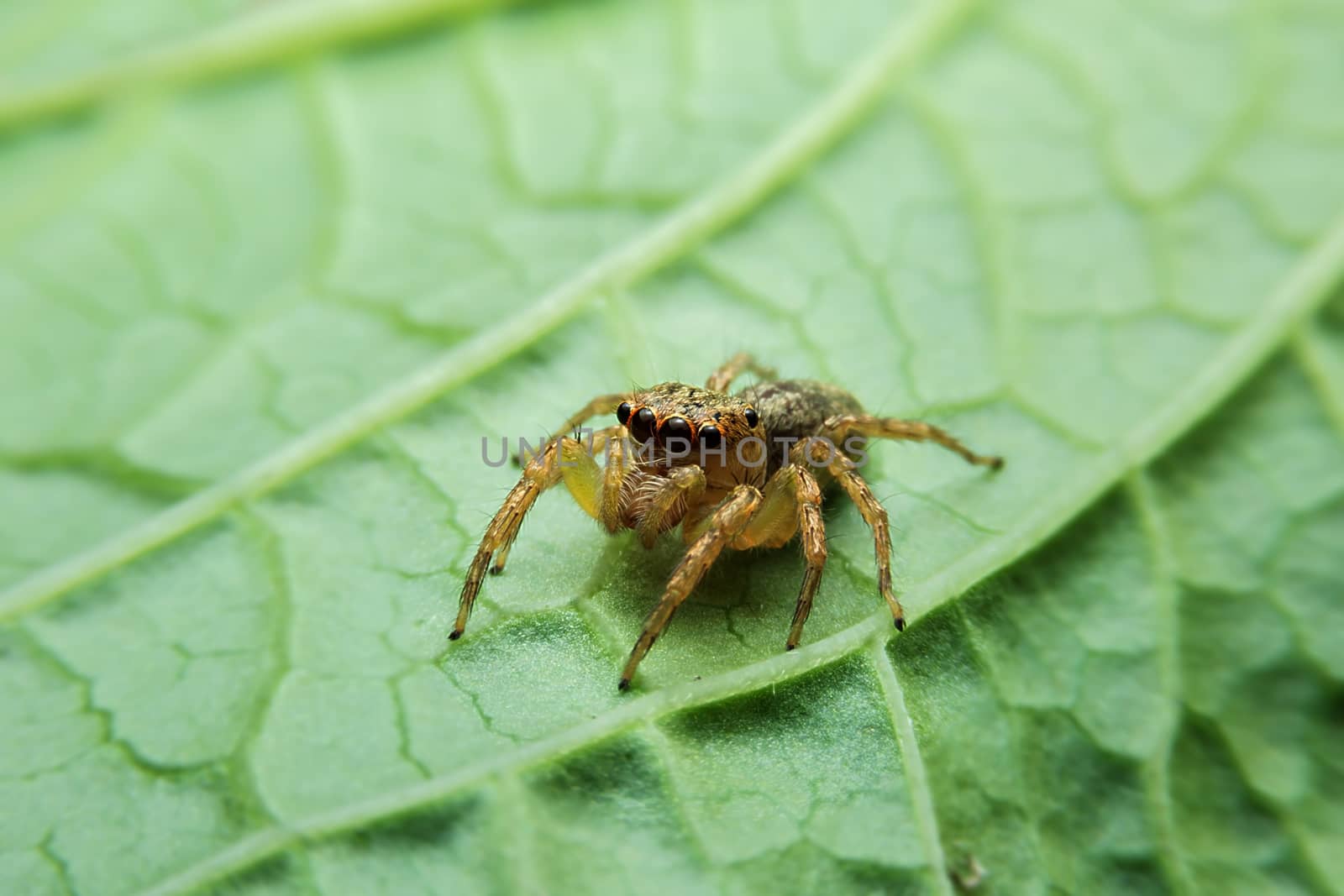 Jumping spider with close-up detailed view