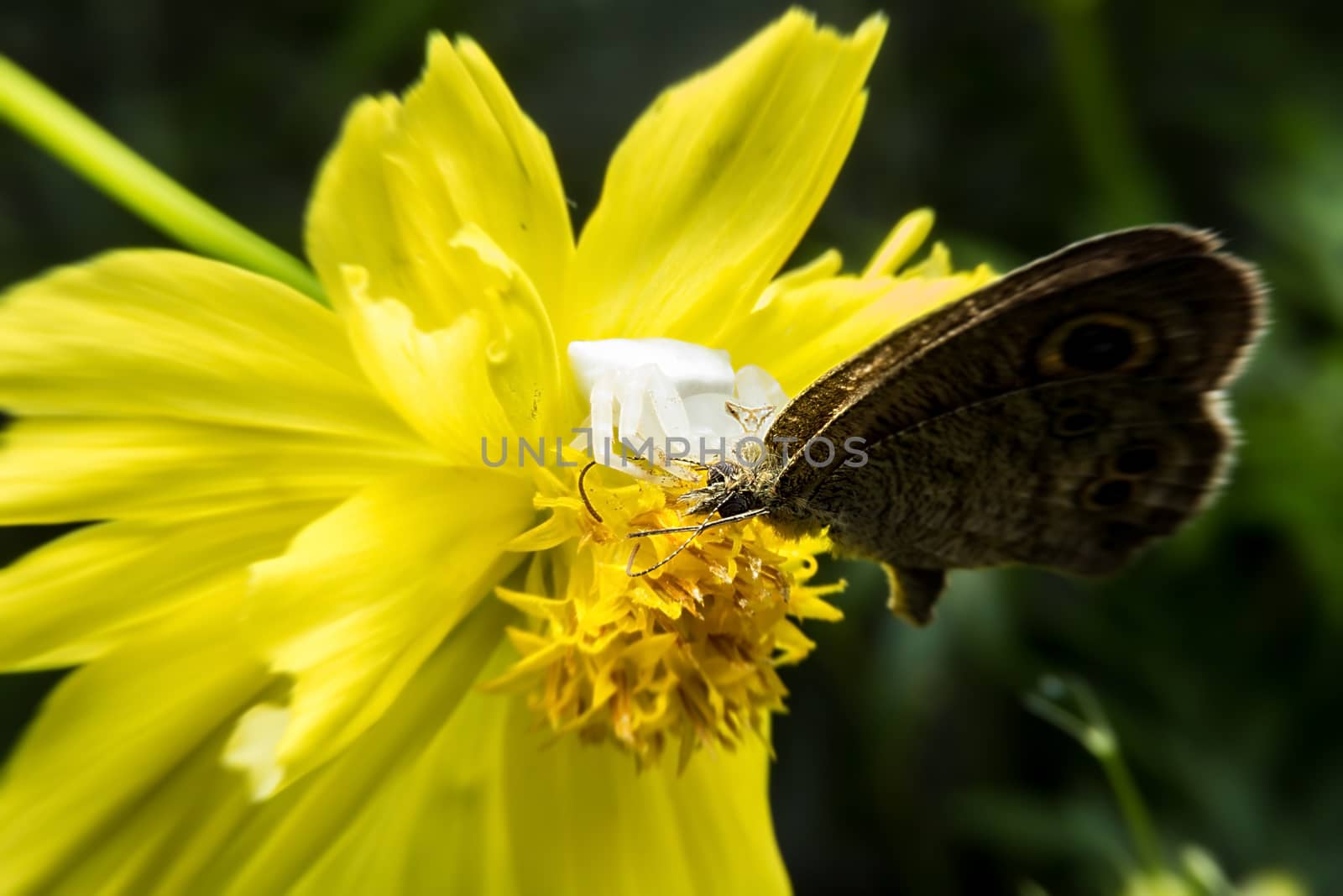 Crab spider feeding on butterfly