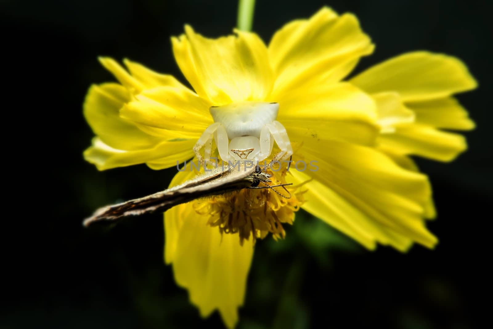 Crab spider feeding on butterfly