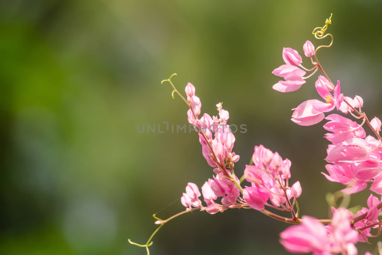 confederate vine , coral vine, mexican coral vine mexican creeper, queen;s jewels, queen's wreath is plan of polygonaceae ,is aperennial that is native to mexico ,is a vien with pink or white flower