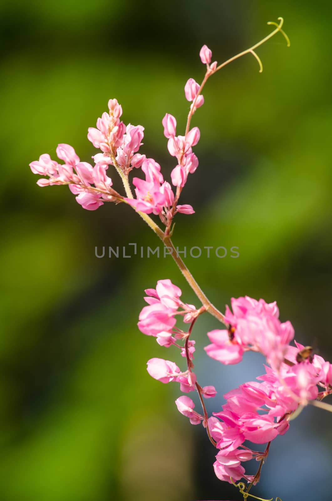 confederate vine , coral vine, mexican coral vine mexican creeper, queen;s jewels, queen's wreath is plan of polygonaceae ,is aperennial that is native to mexico ,is a vien with pink or white flower