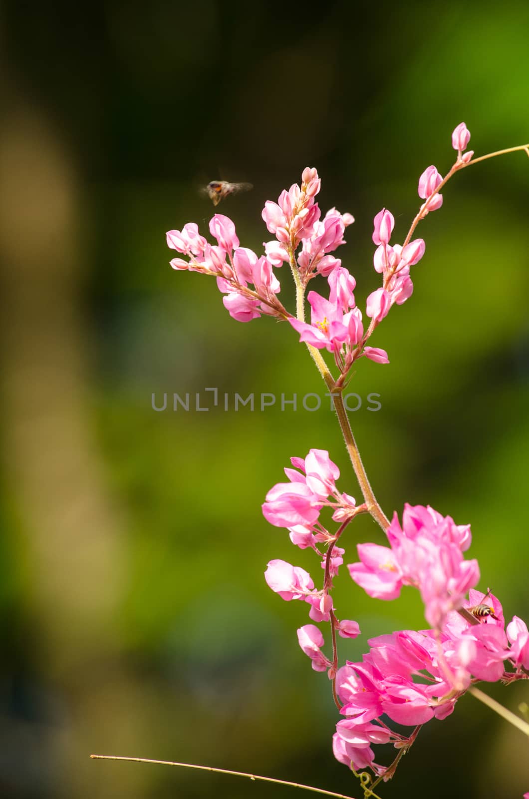 confederate vine , coral vine, mexican coral vine mexican creeper, queen;s jewels, queen's wreath is plan of polygonaceae ,is aperennial that is native to mexico ,is a vien with pink or white flower