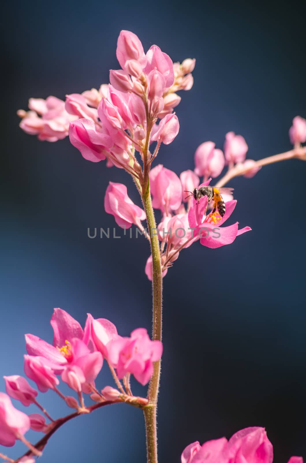 confederate vine , coral vine, mexican coral vine mexican creeper, queen;s jewels, queen's wreath is plan of polygonaceae ,is aperennial that is native to mexico ,is a vien with pink or white flower