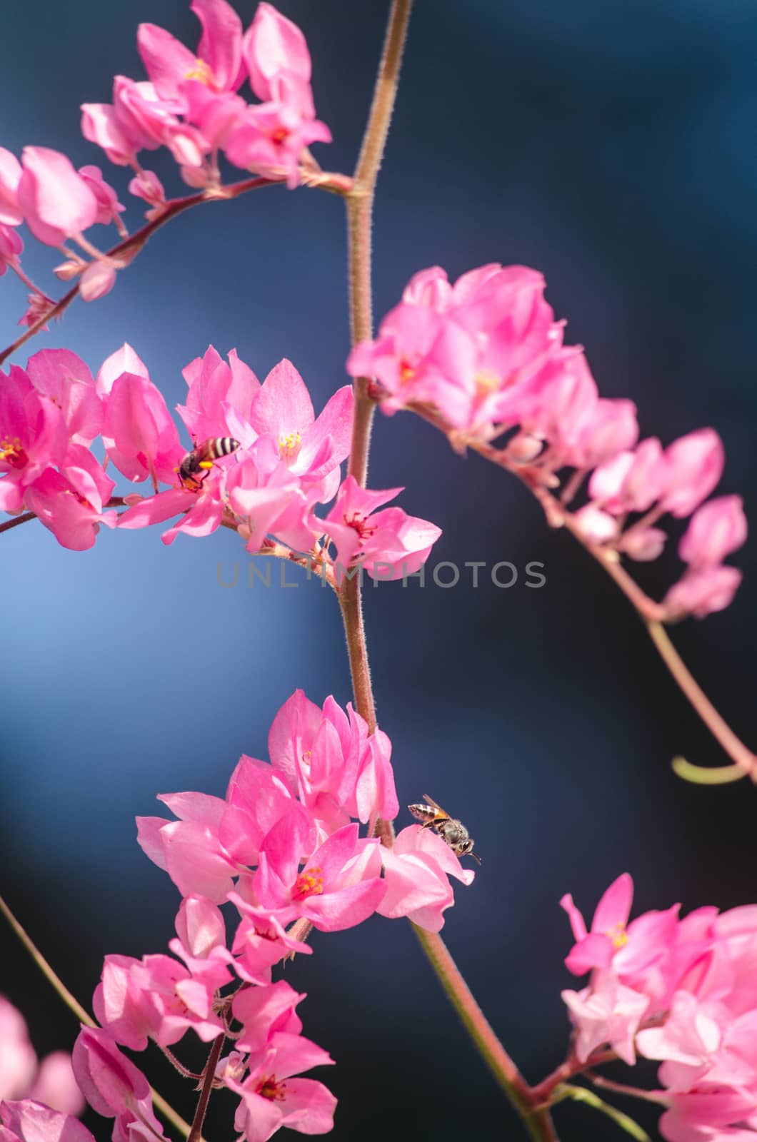 confederate vine , coral vine, mexican coral vine mexican creeper, queen;s jewels, queen's wreath is plan of polygonaceae ,is aperennial that is native to mexico ,is a vien with pink or white flower