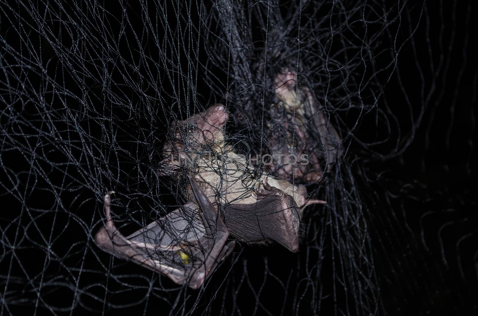 common dawn-bat  is catching in net