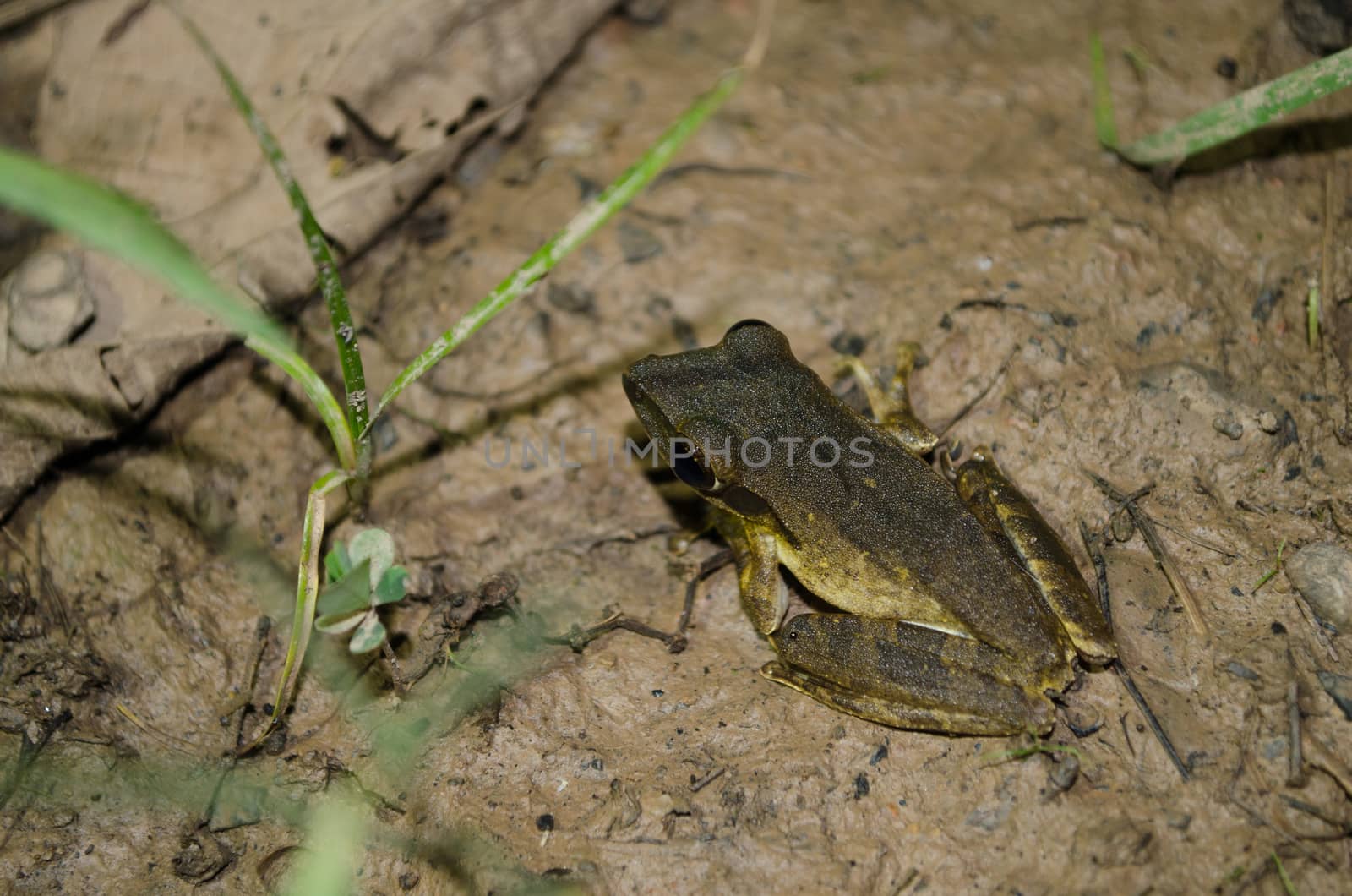single frog have big eye in the dark night