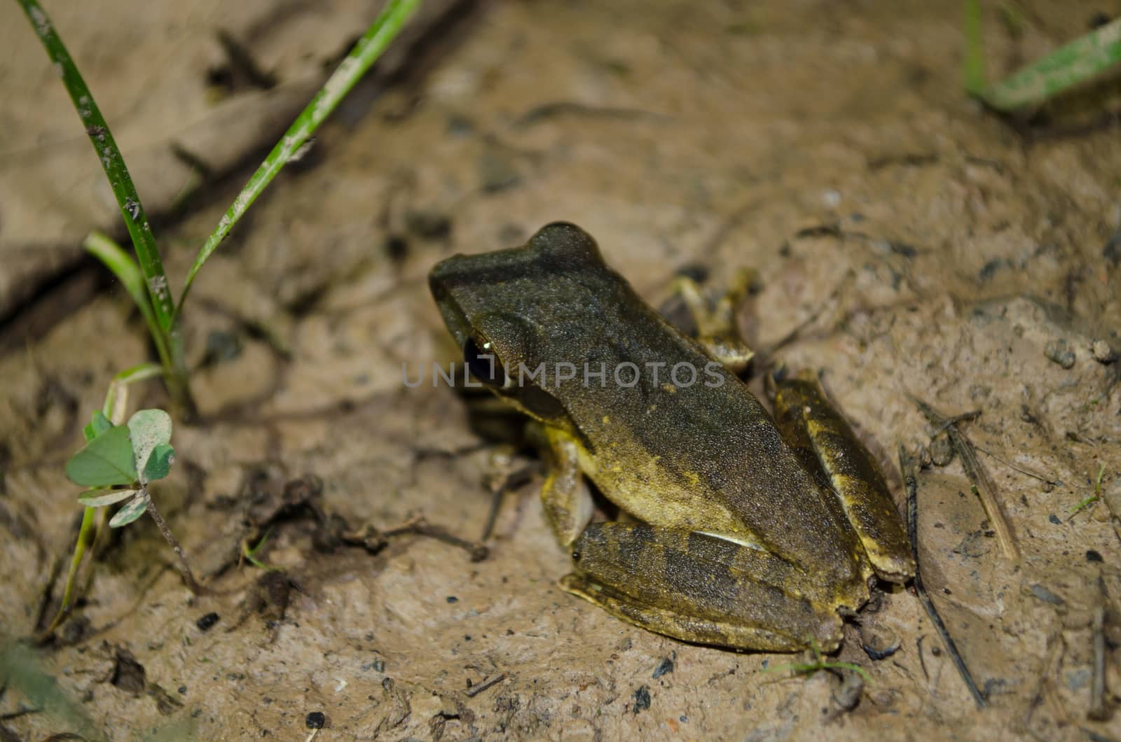 single frog have big eye in the dark night