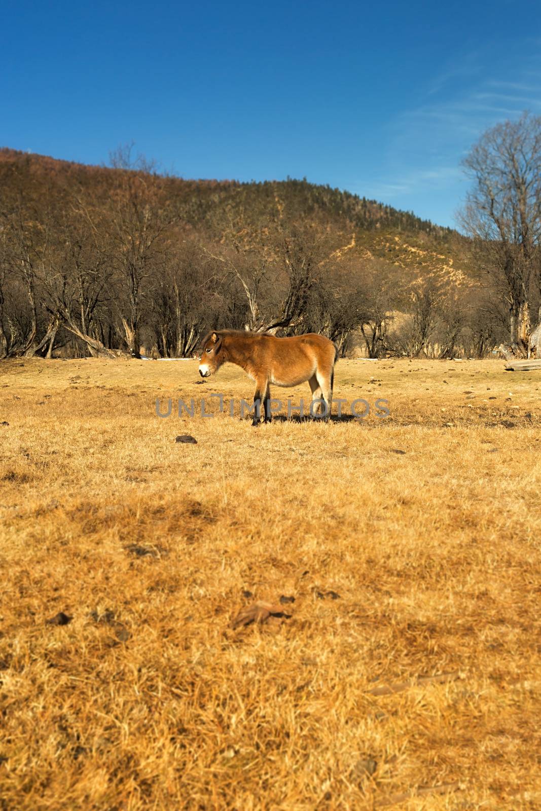 Horse grazing on pasture in Pudacuo National Park, Shangri-la, China