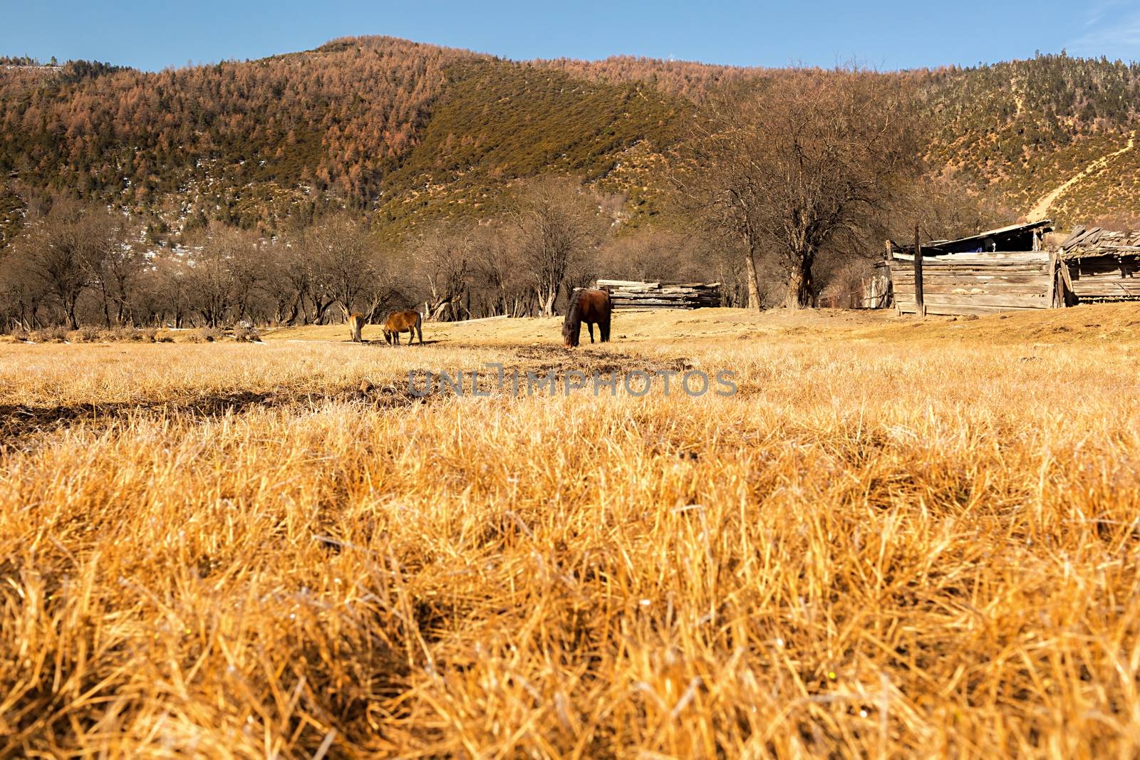 Horse grazing on pasture in Pudacuo National Park, Shangri-la, China