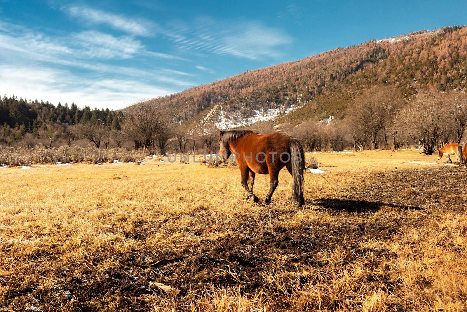 Horse grazing on pasture in Pudacuo National Park, Shangri-la, China