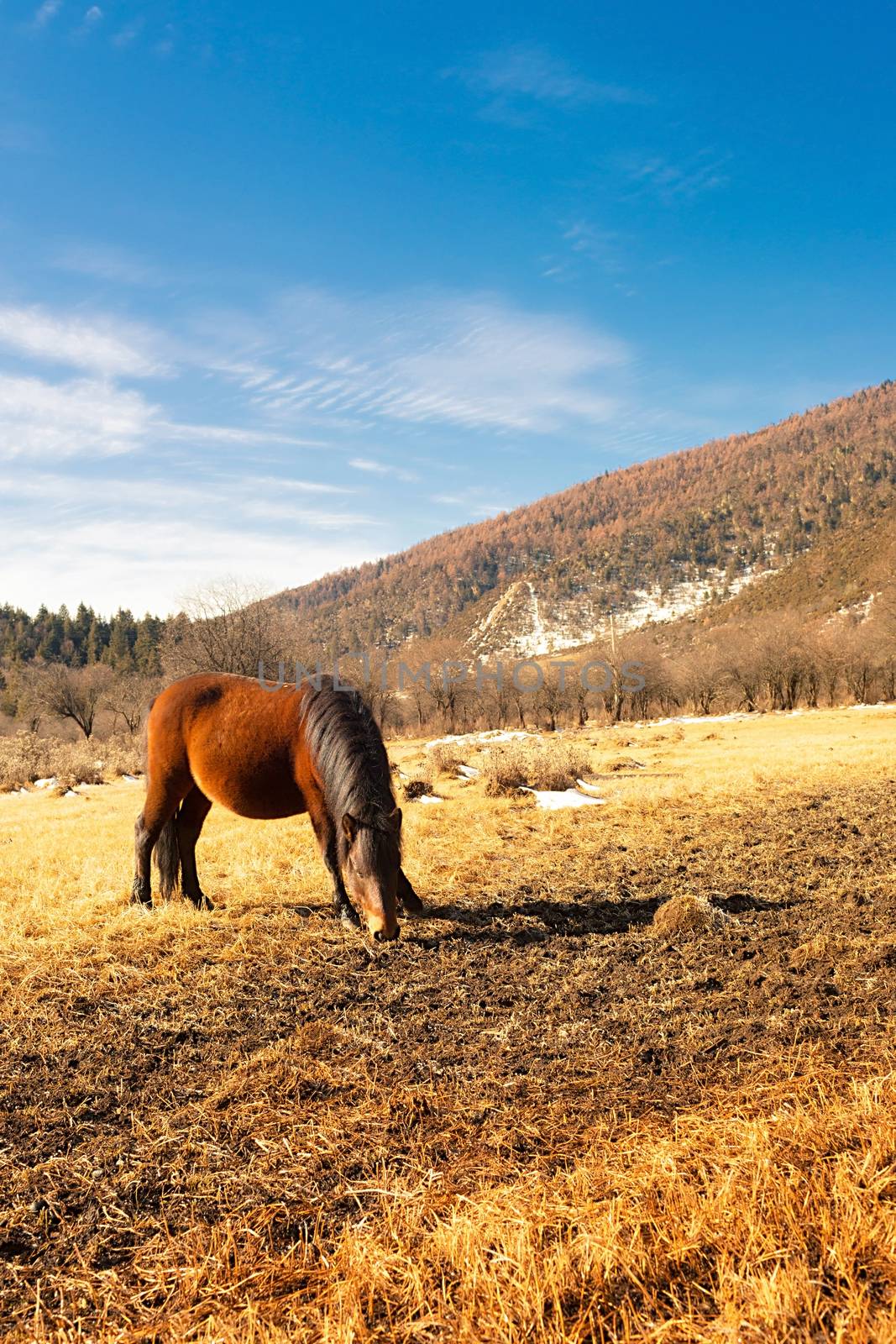 Horse grazing on pasture in Pudacuo National Park, Shangri-la, China