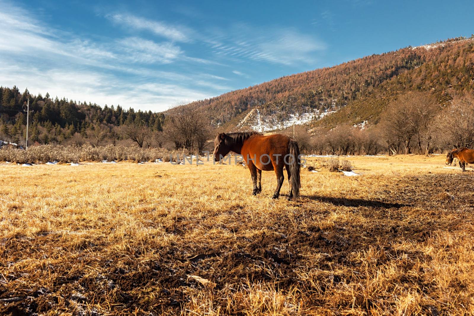 Horse grazing on pasture in Pudacuo National Park, Shangri-la, China