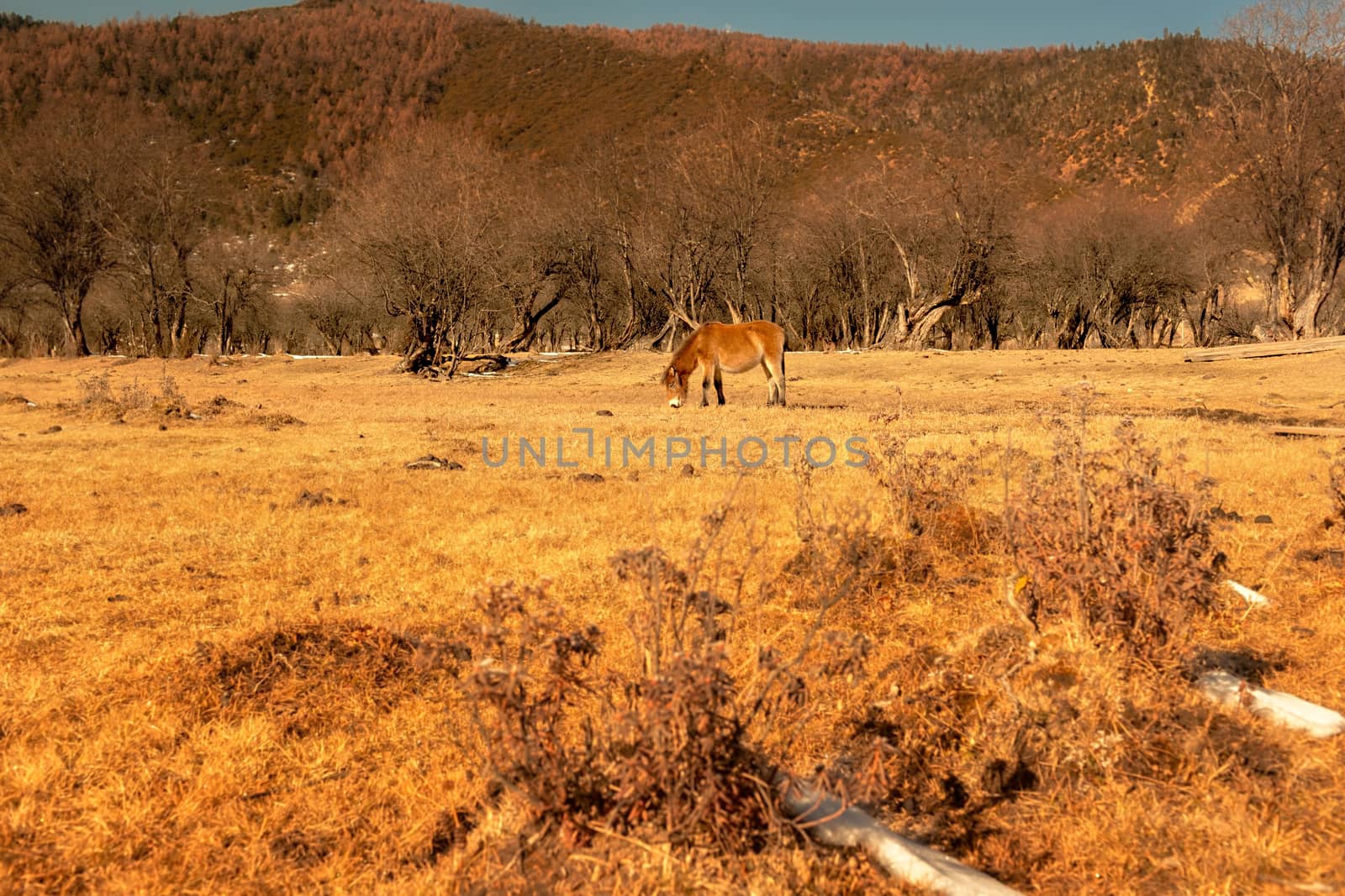 Horse grazing on pasture in Pudacuo National Park, Shangri-la, China