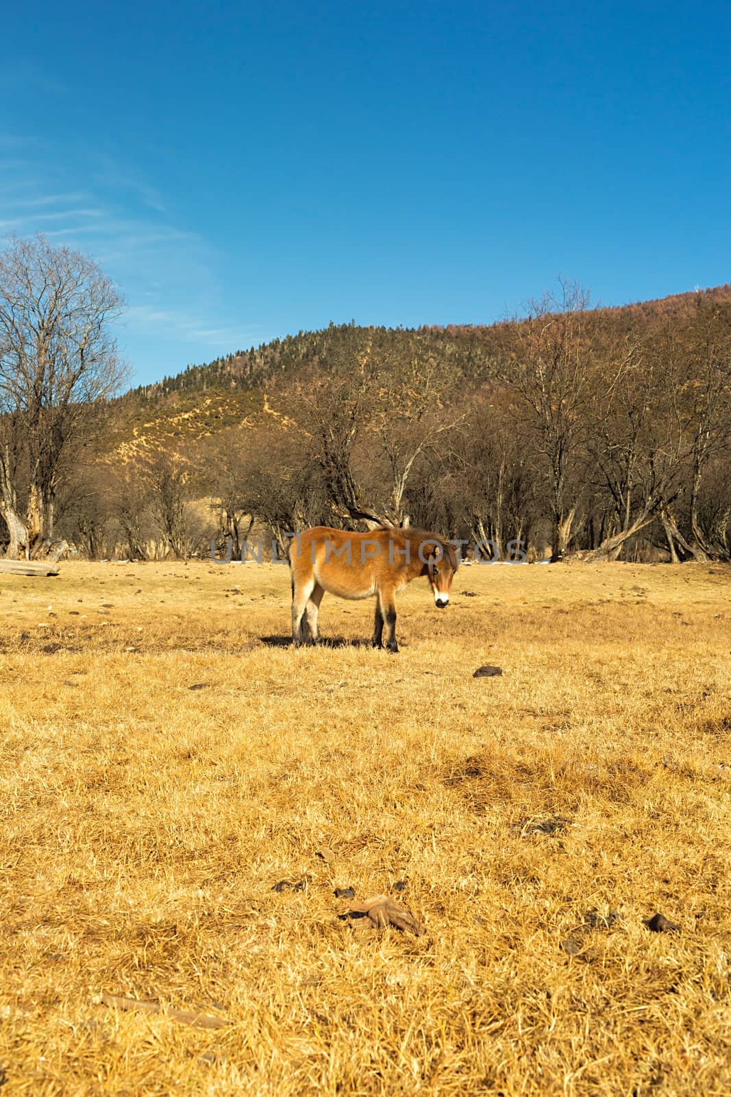 Horse grazing on pasture in Pudacuo National Park, Shangri-la, China
