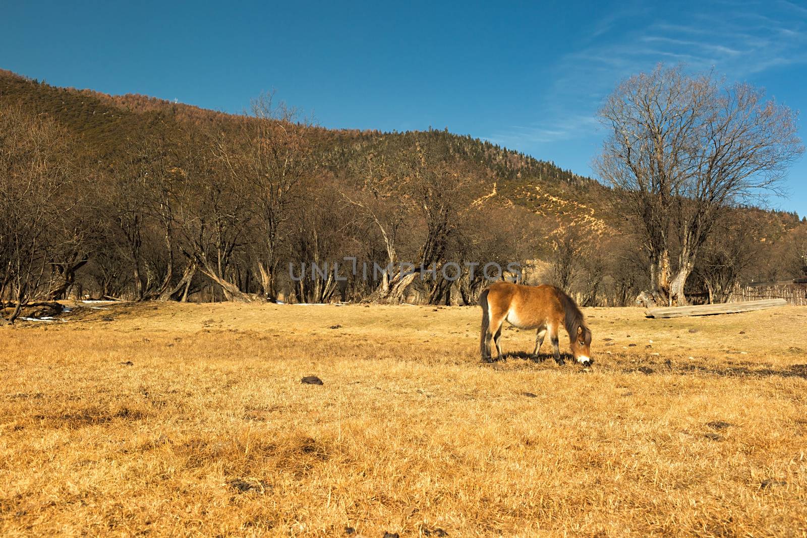 Horse grazing on pasture in Pudacuo National Park, Shangri-la, China