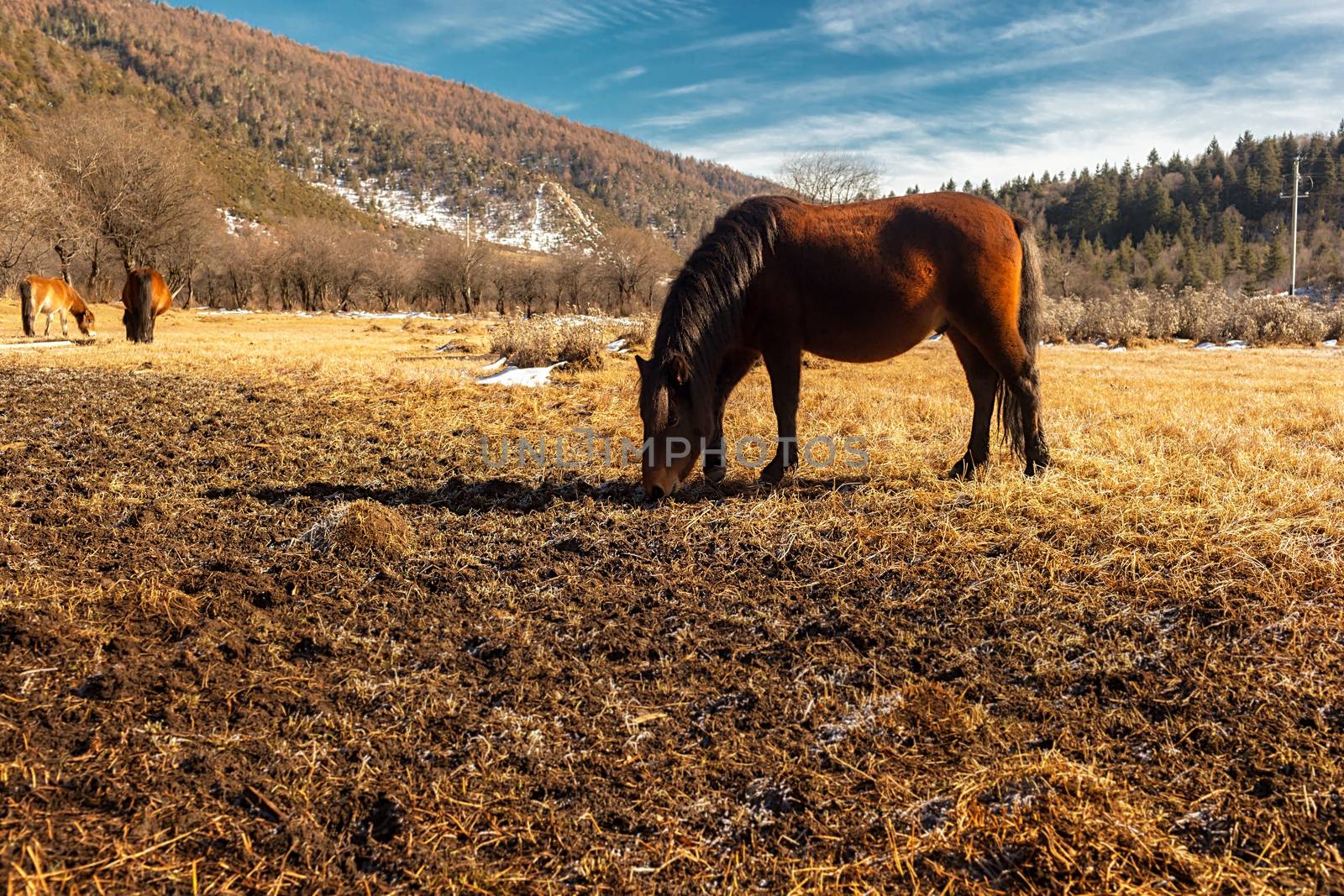 Horse grazing on pasture in Pudacuo National Park, Shangri-la, China