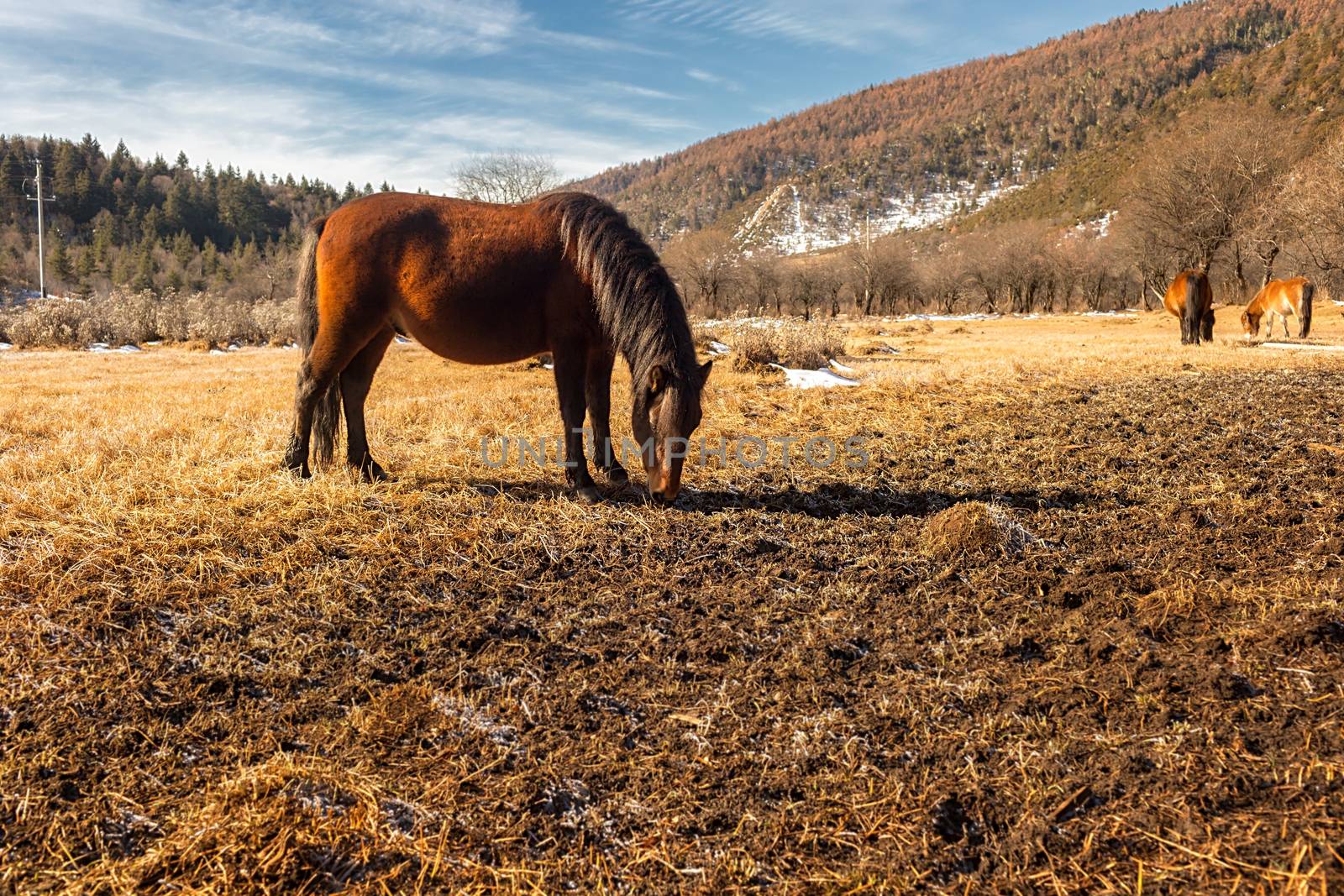 Horse grazing on pasture in Pudacuo National Park, Shangri-la, China