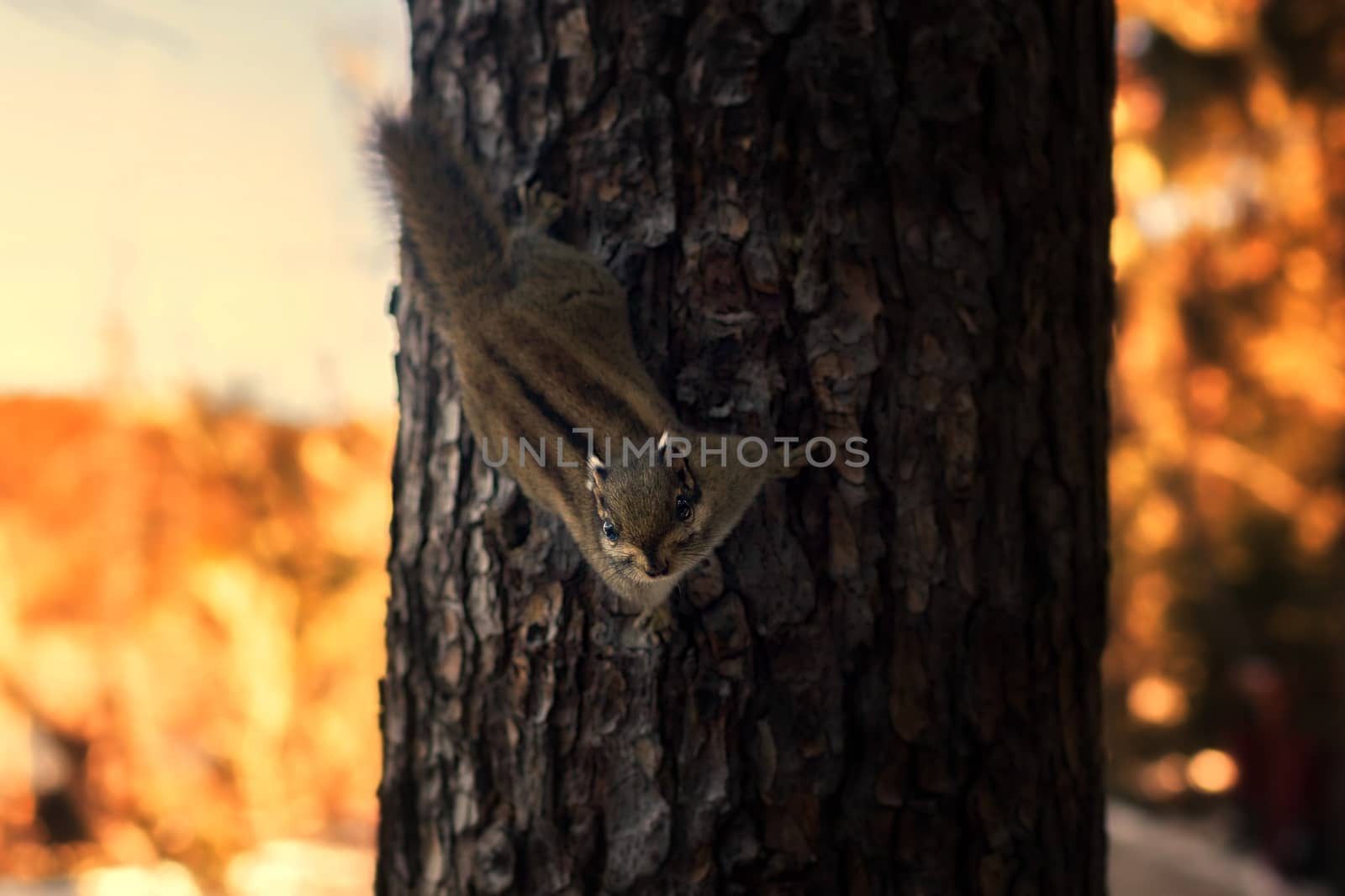 Squirrel on pasture in Pudacuo National Park, Shangri-la, China