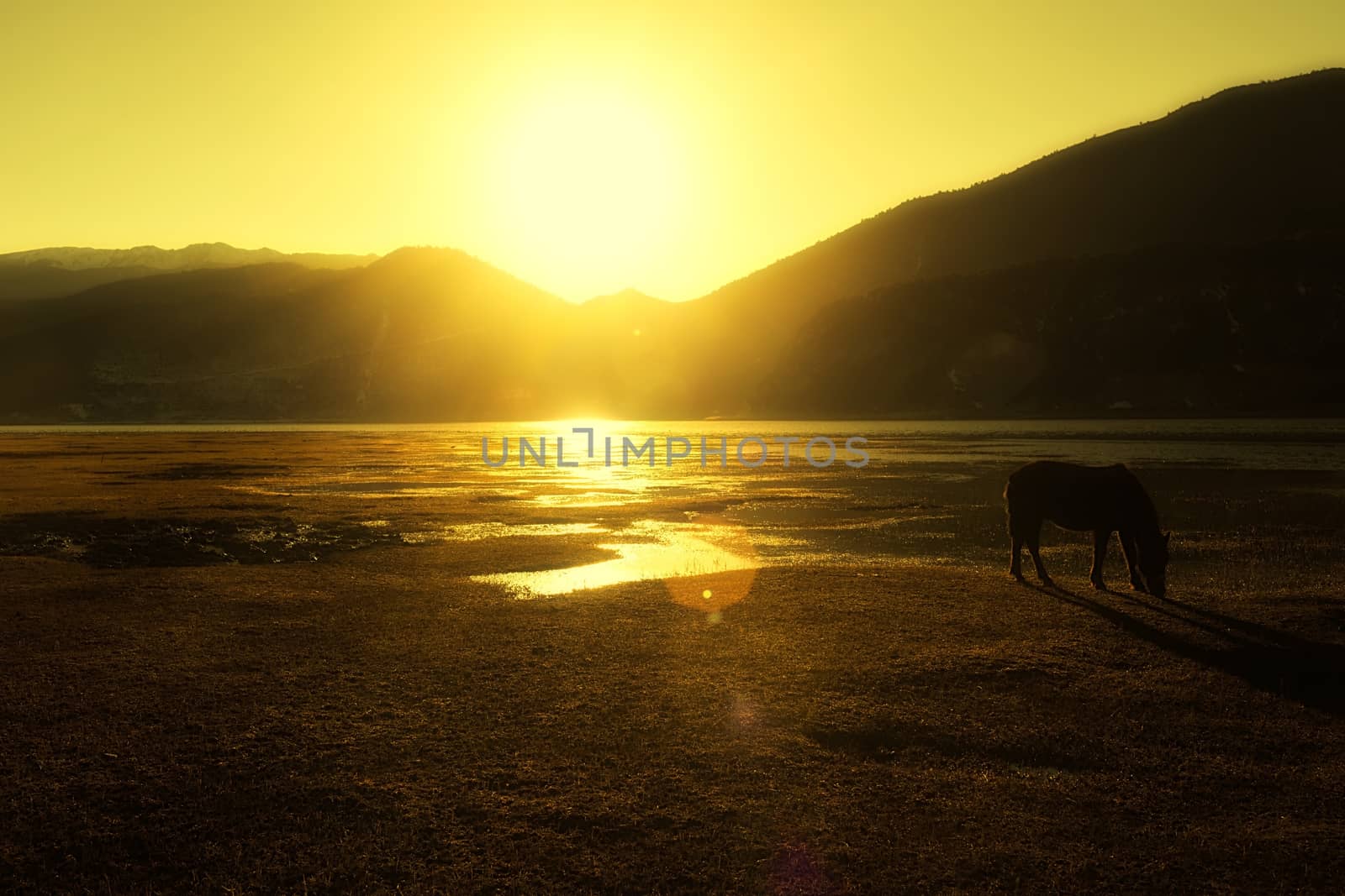 Horse in Napa lake located at Shangri-la, China