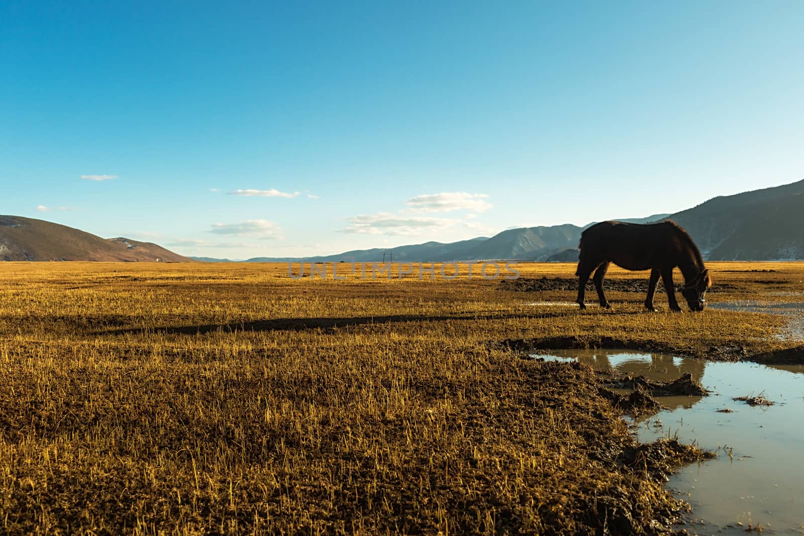 Horse in Napa lake located at Shangri-la, China