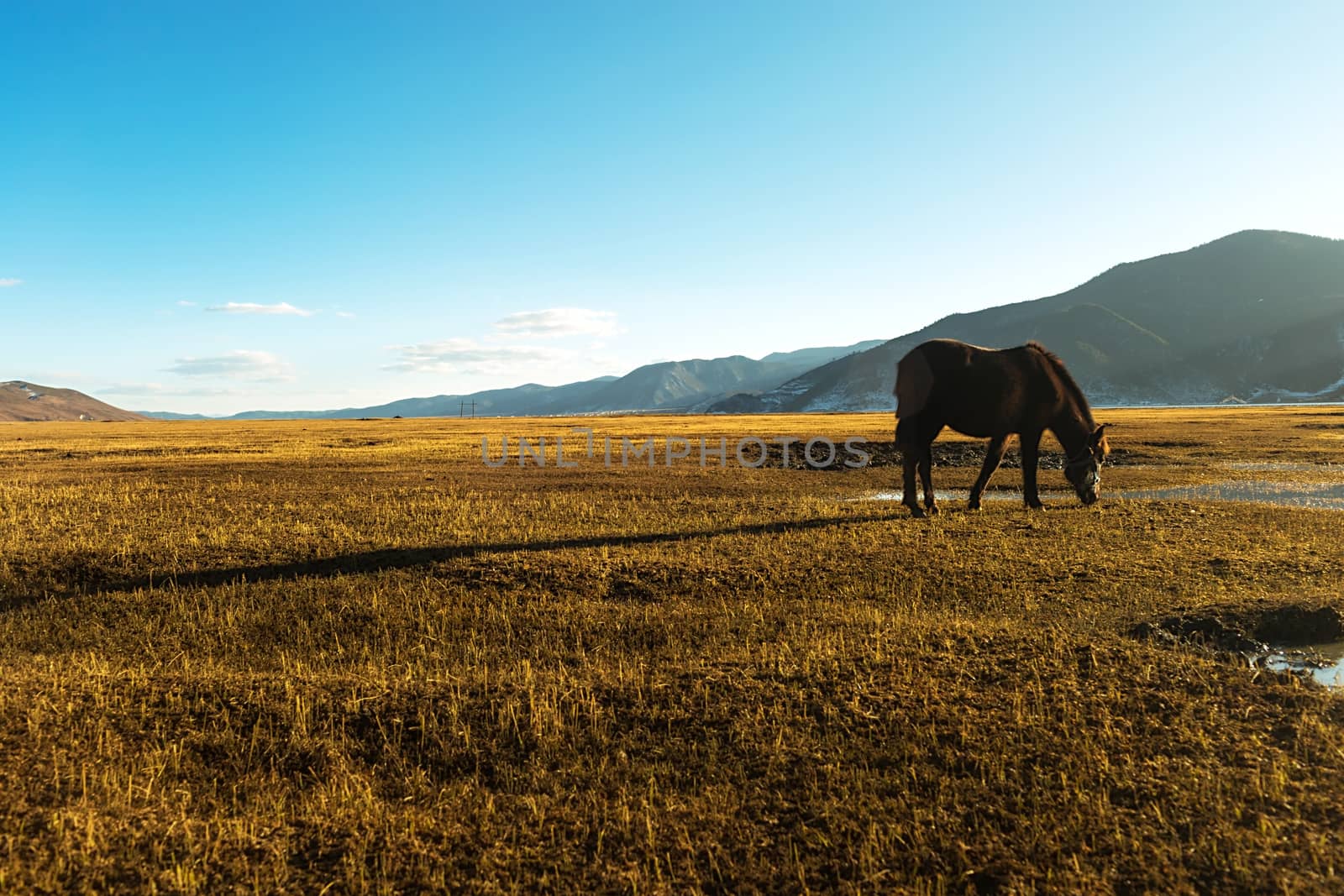 Horse in Napa lake located at Shangri-la, China