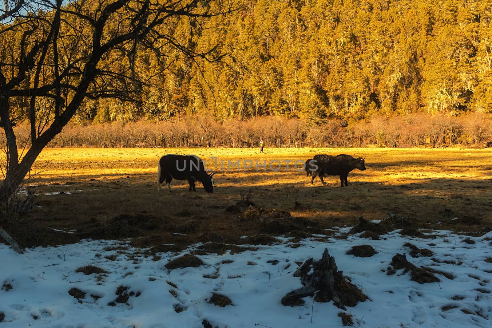 Yaks grazing on pasture in Pudacuo National Park, Shangri-la, China