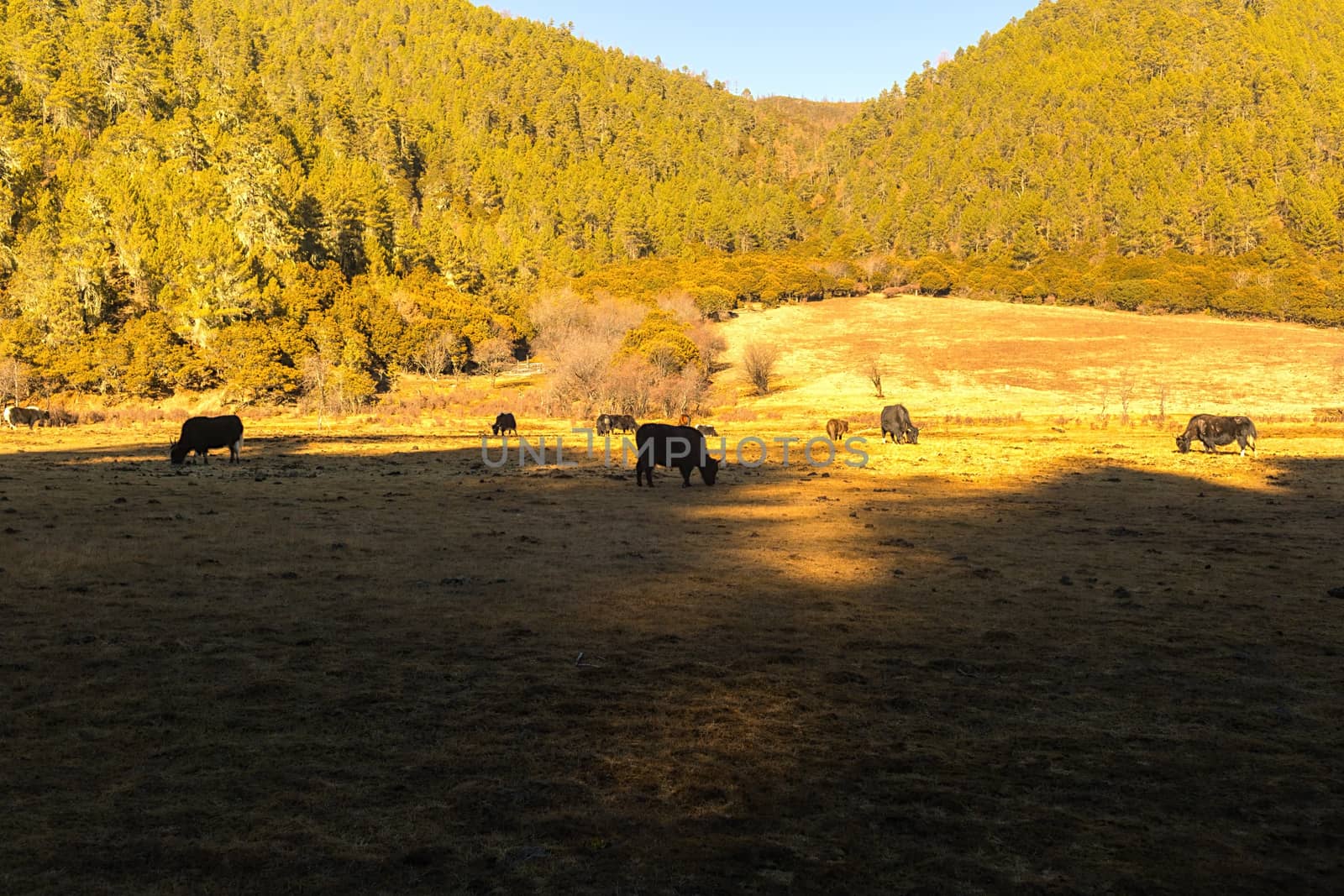 Yaks grazing on pasture in Pudacuo National Park, Shangri-la, China