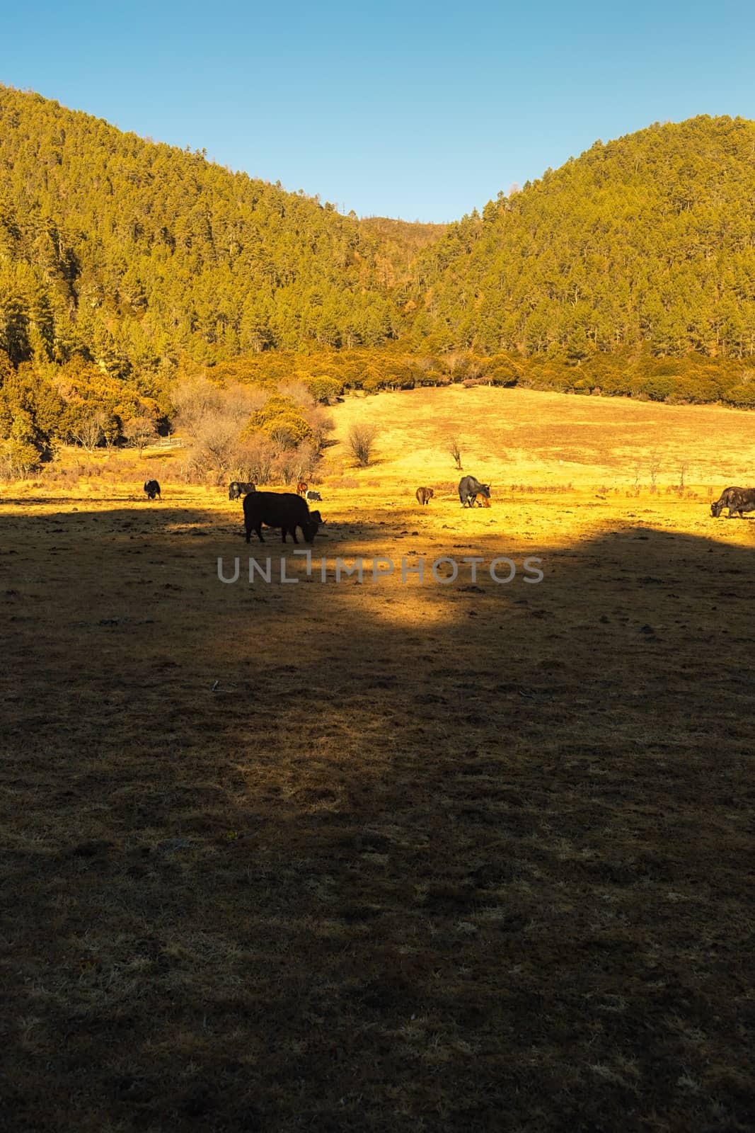 Yaks grazing on pasture in Pudacuo National Park, Shangri-la, China