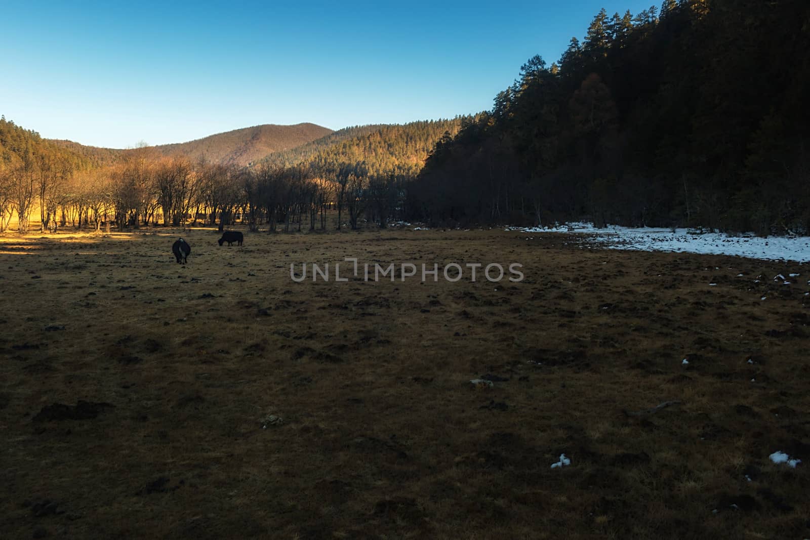 Yaks grazing on pasture in Pudacuo National Park, Shangri-la, China