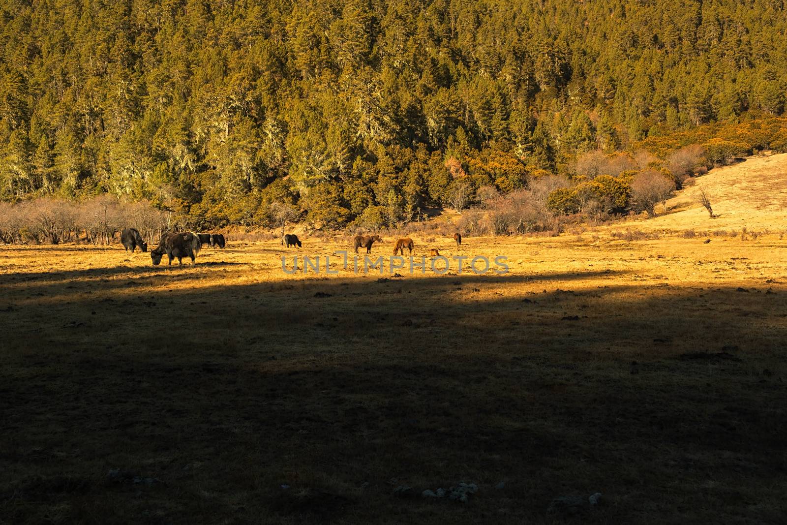 Horse grazing on pasture in Pudacuo National Park, Shangri-la, China