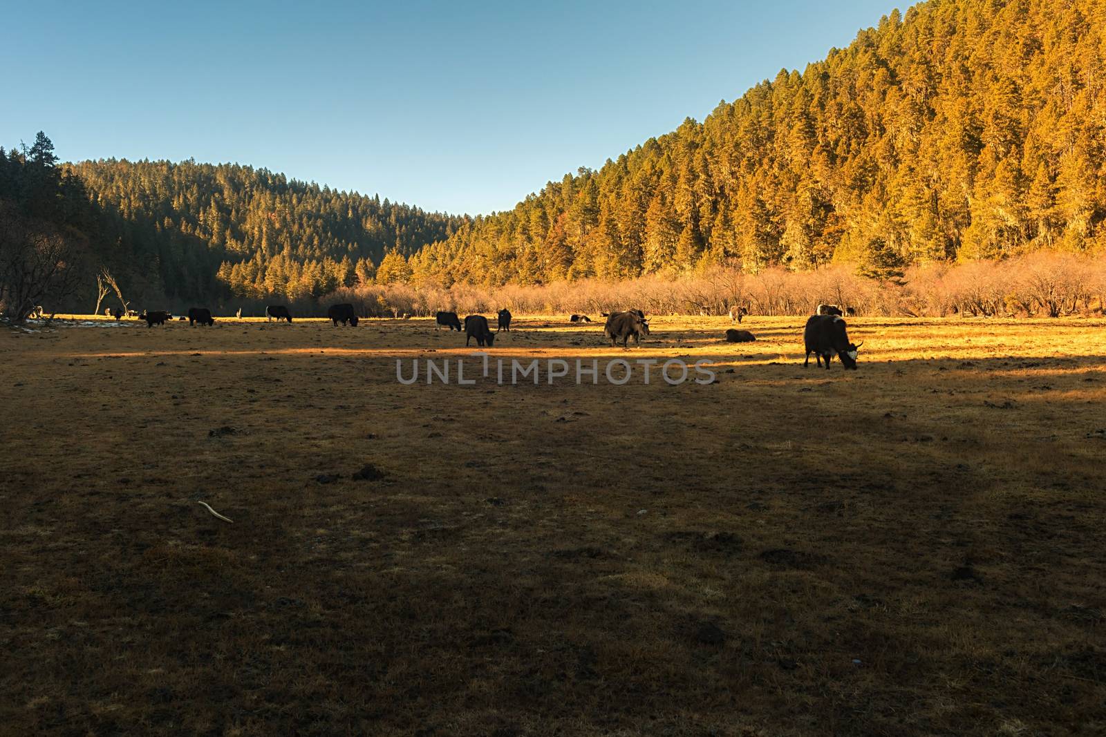 Horse grazing on pasture in Pudacuo National Park, Shangri-la, China