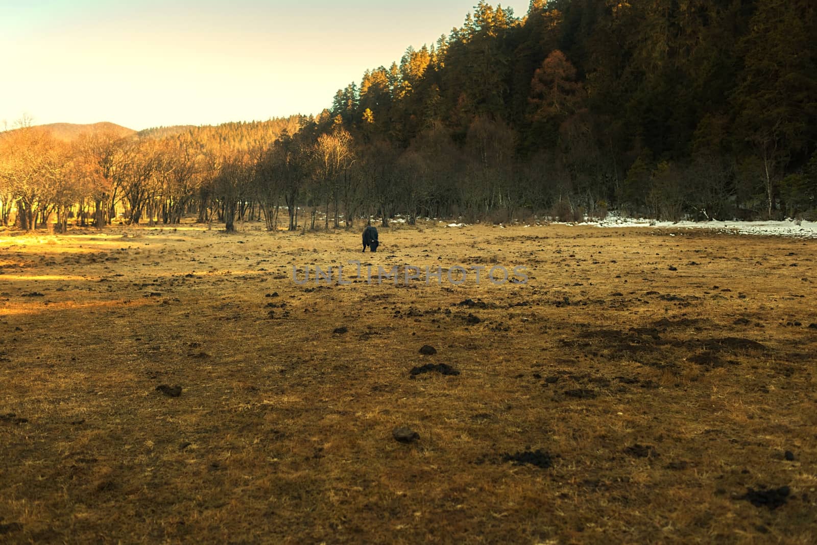 Yaks grazing on pasture in Pudacuo National Park, Shangri-la, China