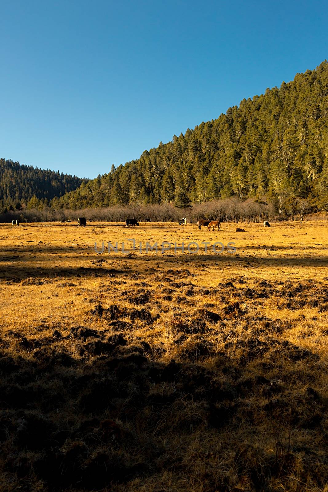 Horse grazing on pasture in Pudacuo National Park, Shangri-la, China