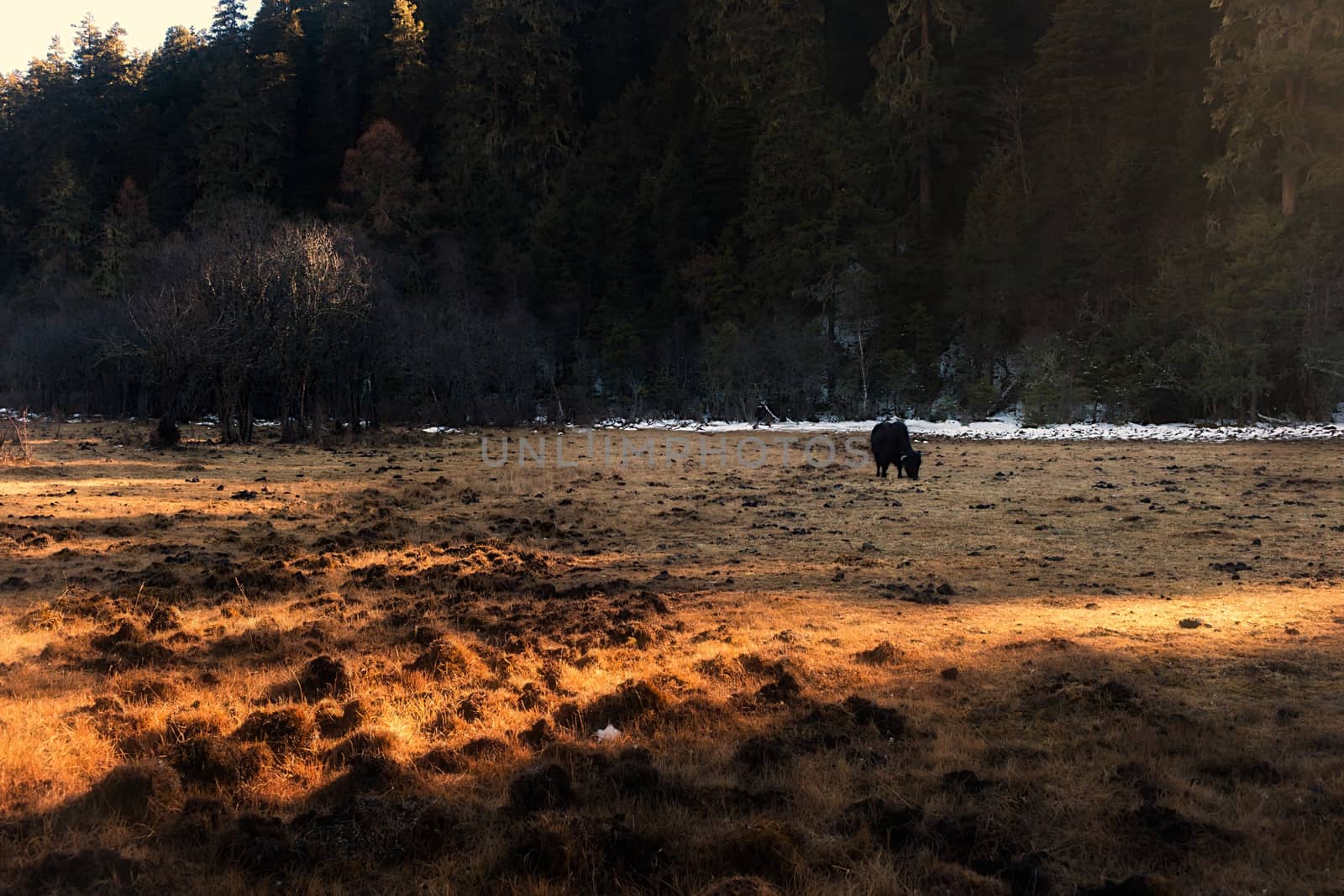 Yaks grazing on pasture in Pudacuo National Park, Shangri-la, China