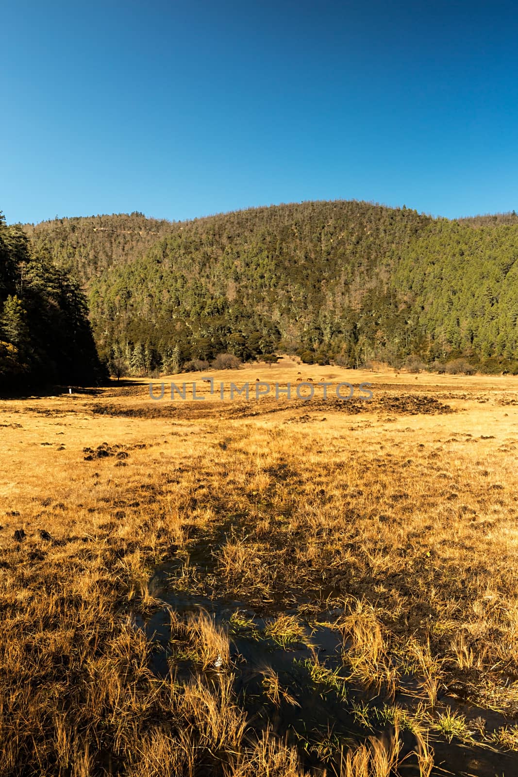 Landscape of Pudacuo National Park, Shangri-la, China