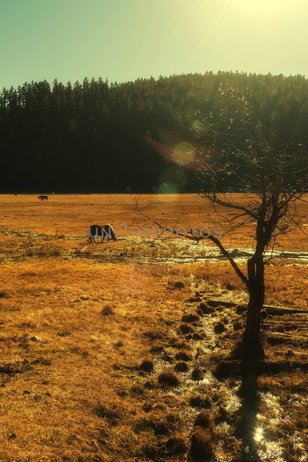 Horse grazing on pasture in Pudacuo National Park, Shangri-la, China