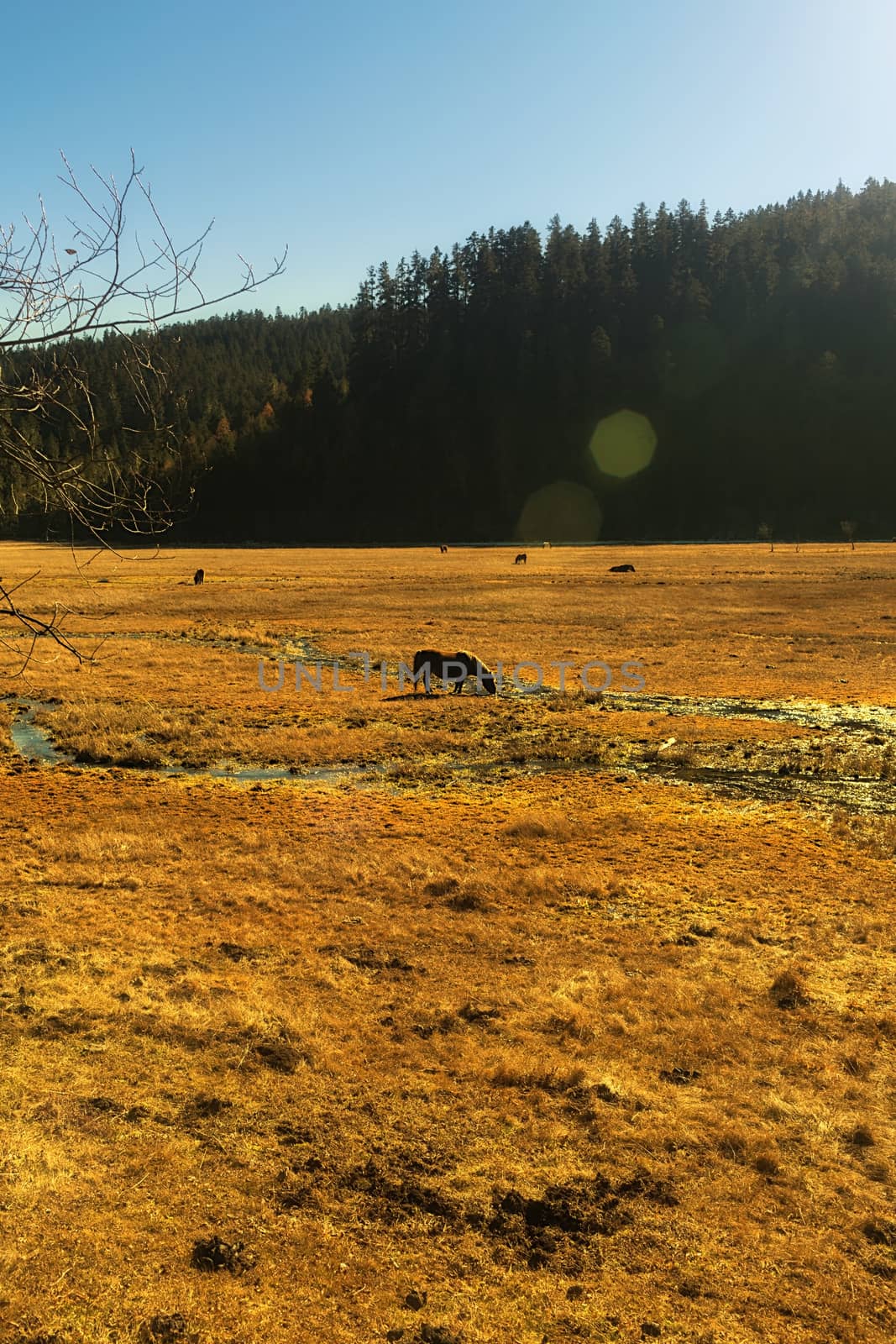 Horse grazing on pasture in Pudacuo National Park, Shangri-la, China