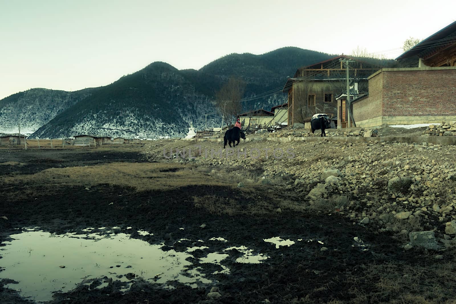 Yaks in Napa lake located at Shangri-la, China