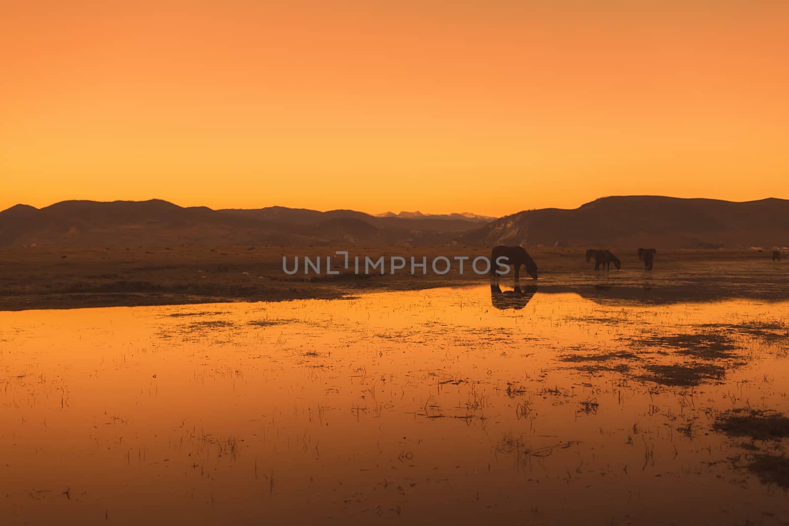 Horse in Napa lake located at Shangri-la, China