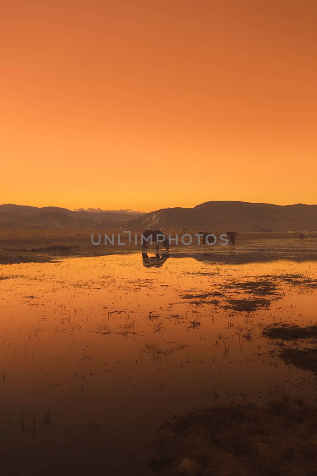 Horse in Napa lake located at Shangri-la, China