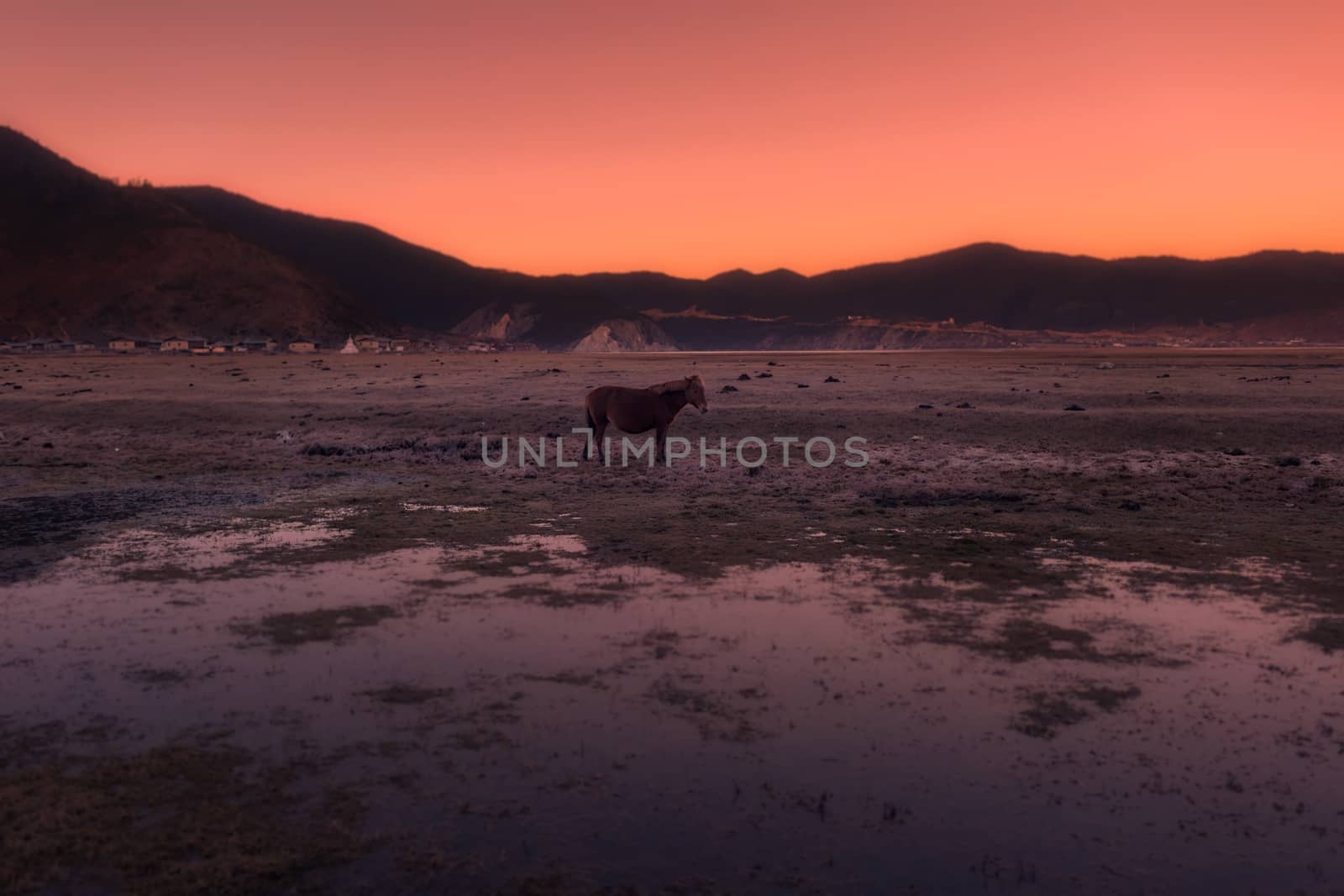 Horse in Napa lake located at Shangri-la, China